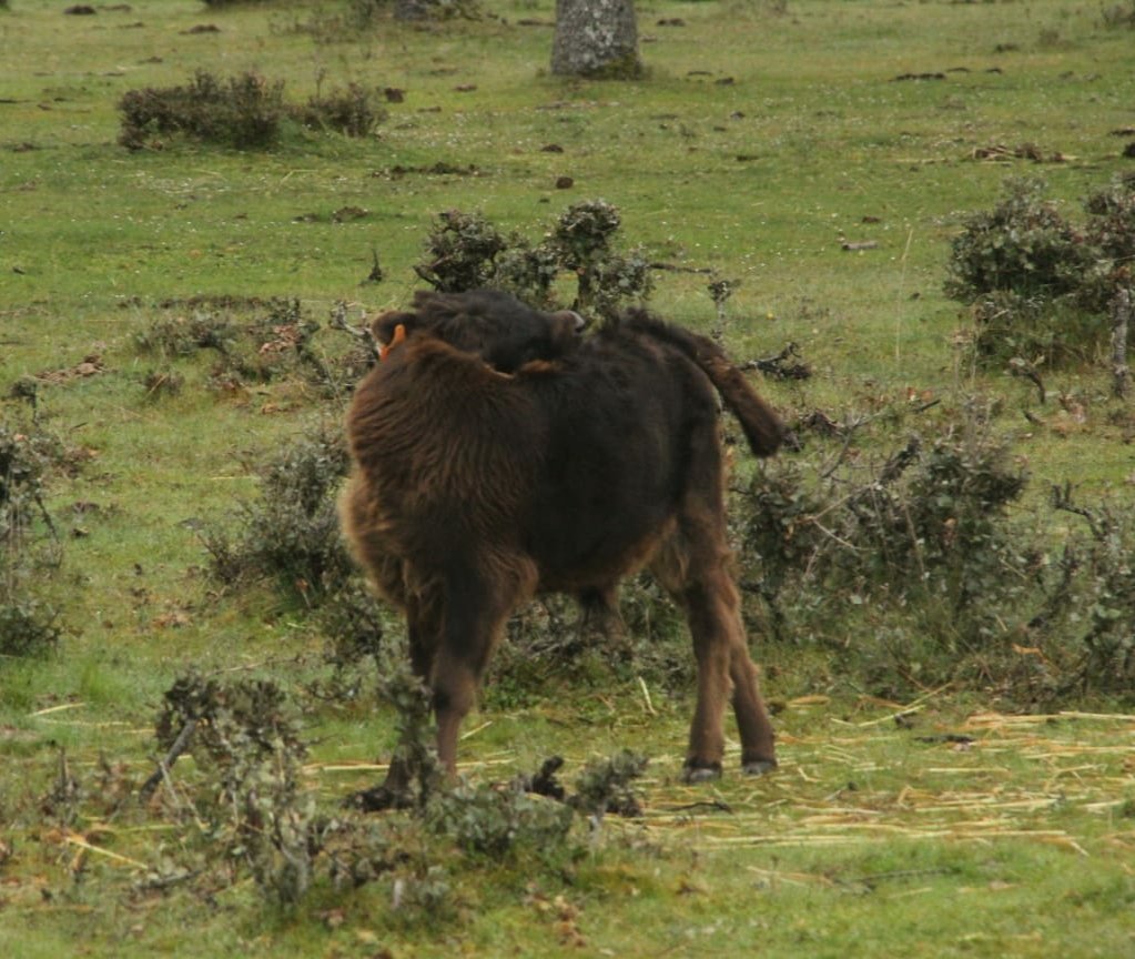 CON ESFUERZO NO HAY LÍMITES. 
#VALDEFRESNO
#GANADERIAVALDEFRESNO
#TAUROMAQUIA
#Turismo #ocio #dehesa #turismotaurino #naturaleza #vida #becerro #CastillaYLeon #salamanca #paraiso