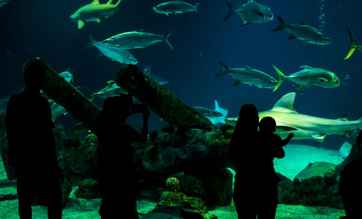 ABQ365's tweet photo. The @abqbiopark Aquarium opens to the public at limited capacity this Wednesday! Tickets must be purchased online in advance. Grab your tickets below. #ThingsToDoABQ 

https://t.co/GaFMtCWj53 https://t.co/DNH4rb8kwu