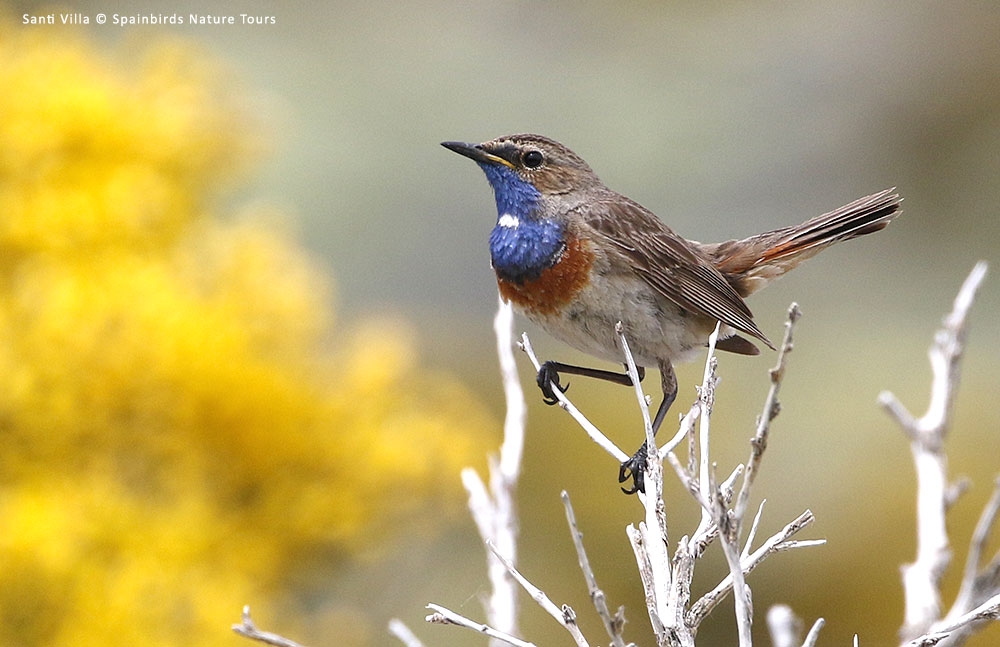 ¡¡¡ÚLTIMAS PLAZAS PARA NUESTRAS EXCURSIONES DE MAYO DE 1 DÍA POR MADRID!!!
Collados y bosques de Canencia, 19 de Mayo: ¡1 última plaza!
Collados y bosques de Canencia, 20 de Mayo: ¡1 última plaza!
Sierra del Rincón, 31 de Mayo: ¡1 última plaza!
+ INFO: spainbirds.com/viajes/excursi…