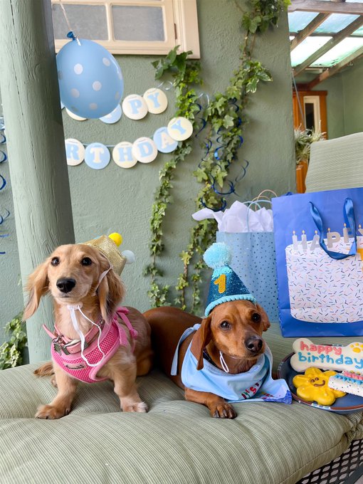 happy first birthday to my baby boy 🥺💘 https://t.co/ShwLUMQwOz