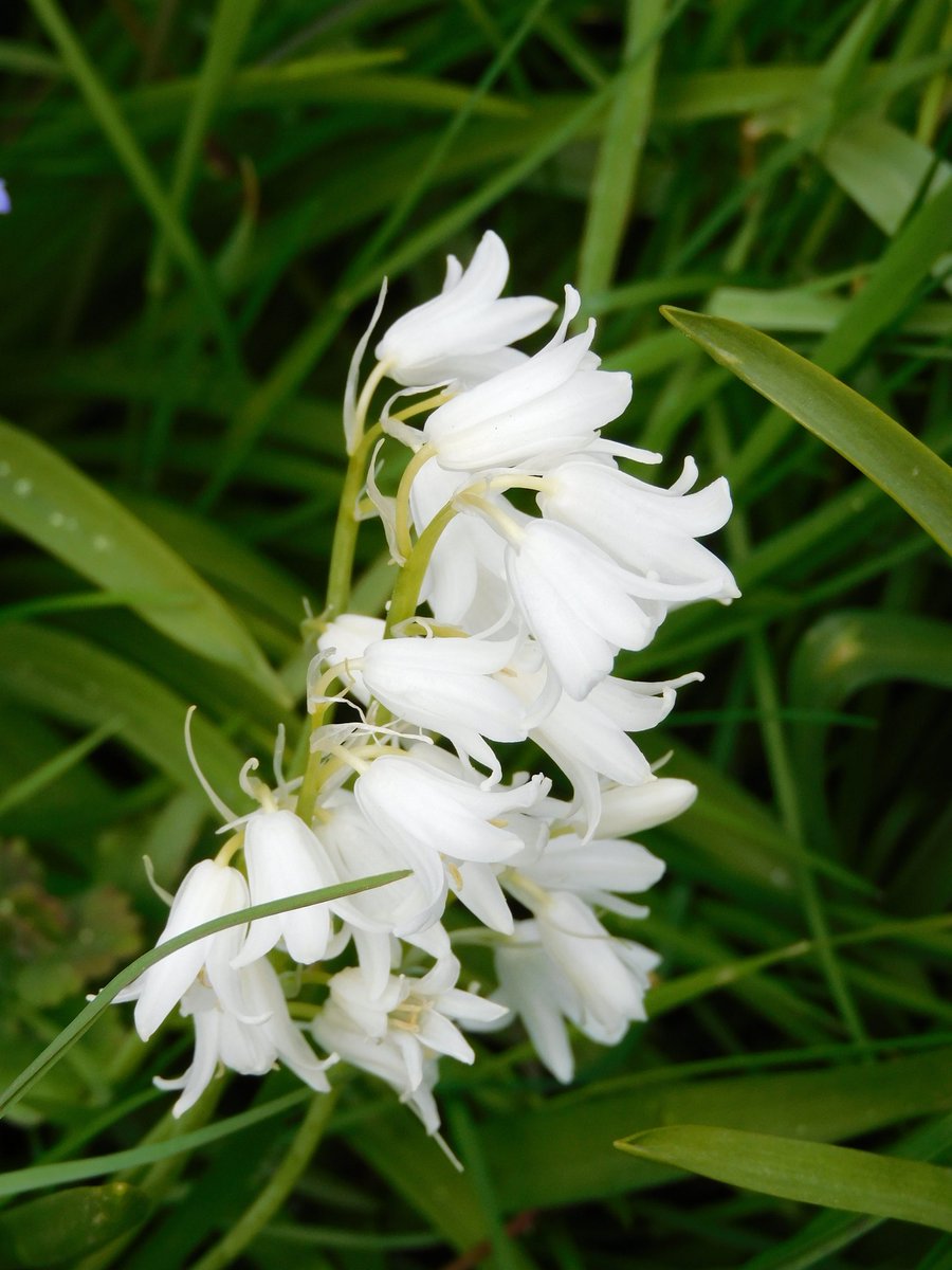imaginaryMina's tweet photo. White bluebells occur once in every 10,000 bluebells.
#bluebells #whitebluebells #rare #flowers #blumen #glockenblumen https://t.co/CxixENdmCM