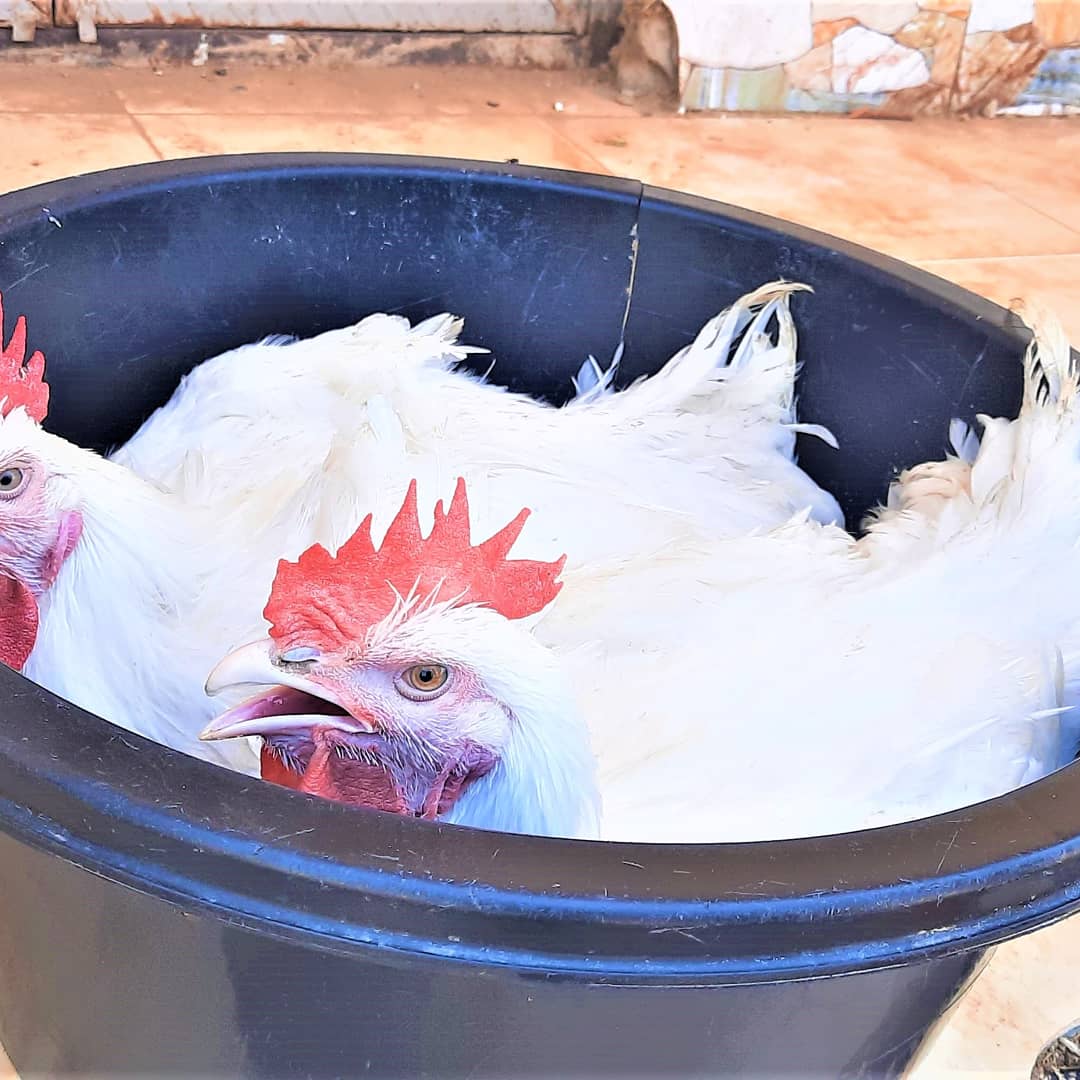 wfw_nigeria's tweet photo. Rukaiya Adamu acquired skills to setup a poultry farm, which has become her major source of income. She has reared over 70 birds in total and sells for up to N5000 each. She uses income from this to pay her children's school fees and fend for her family. 
#MondayMotivation https://t.co/soXjMqUKEF