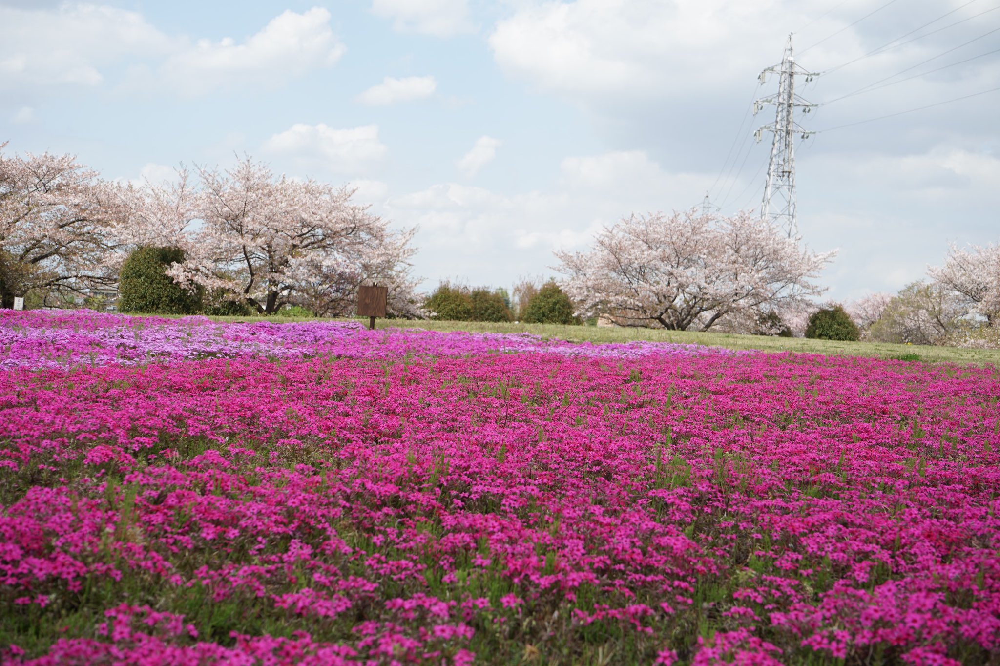 ふみ 埼玉県さいたま市の 大宮花の丘農林公苑の芝桜 4月3日撮影 ソメイヨシノが見頃を過ぎ 芝桜 チューリップなどが見頃でした 四季の花を楽しめる公園 緑が多い 今日は朝から晴れておりました 週の半ばからまた雨の予報です 埼玉県