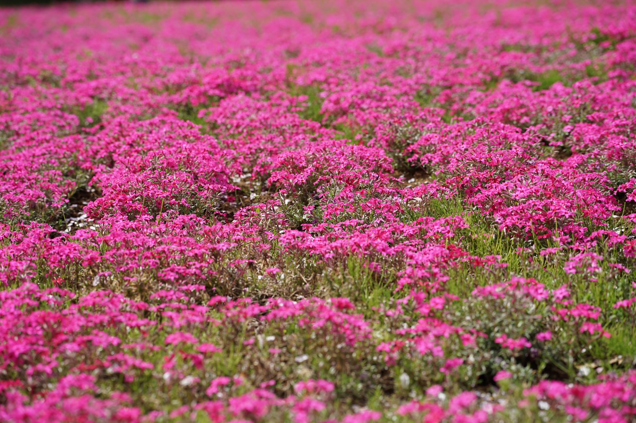 ふみ 埼玉県さいたま市の 大宮花の丘農林公苑の芝桜 4月3日撮影 ソメイヨシノが見頃を過ぎ 芝桜 チューリップなどが見頃でした 四季の花を楽しめる公園 緑が多い 今日は朝から晴れておりました 週の半ばからまた雨の予報です 埼玉県