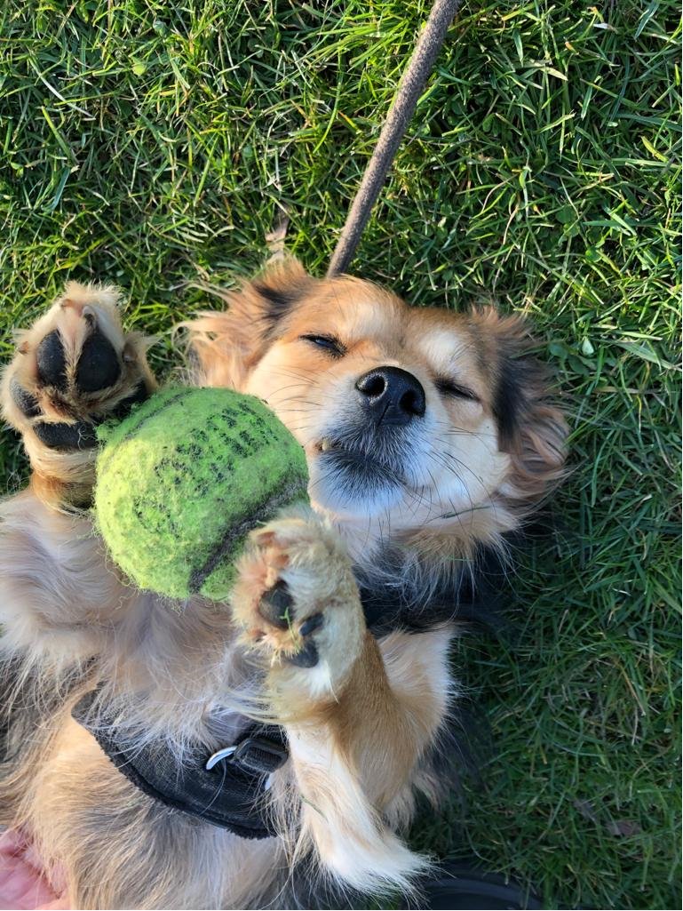 Photo of Heidi the dog lying on the grass holding a tennis ball between her paws.