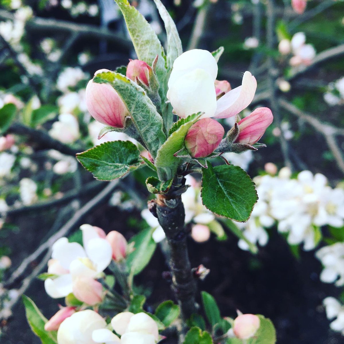 In honour of #MentalHealthAwarenessWeek and this year’s theme #nature I’m posting one of my favourite pictures from my allotment. #appleblossoms fill me with #hope and they smell nice too ☺️
