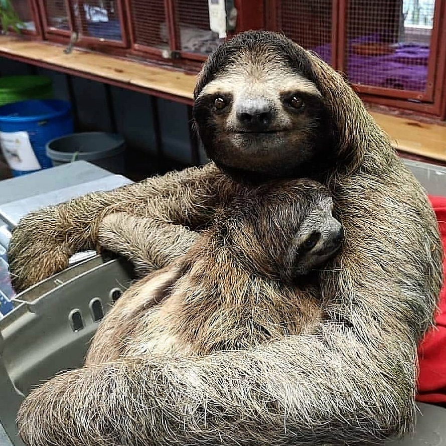 Happy Mother's Day, Mama Sloth! #sloth