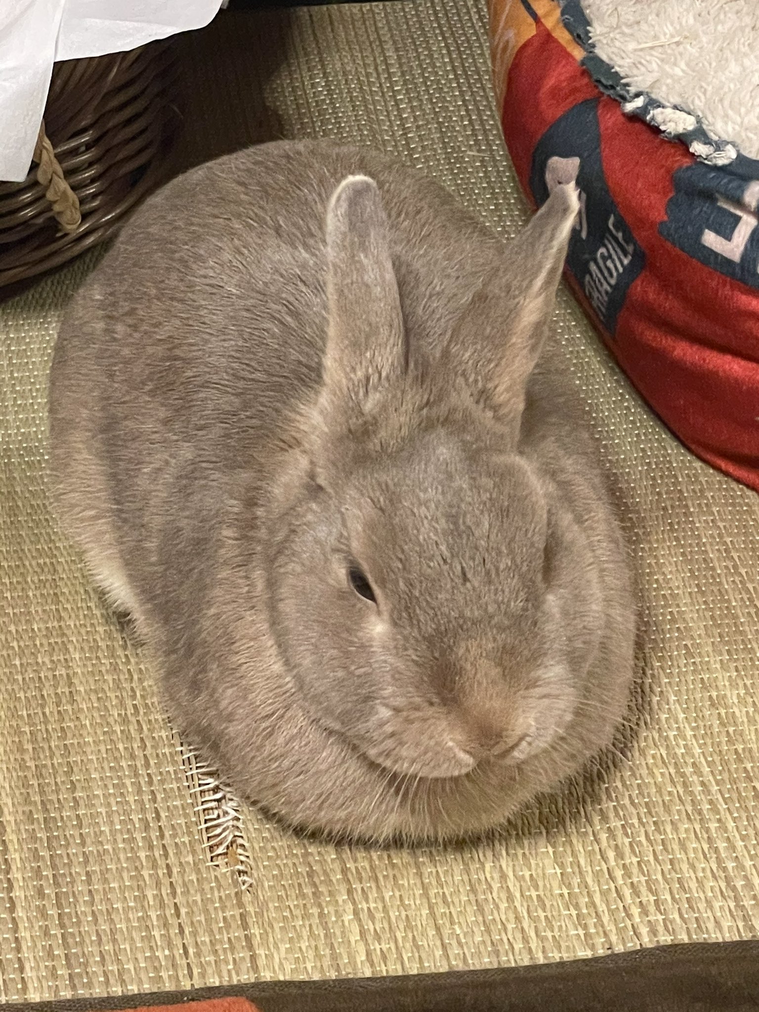 うさぎのラピスラズリーヌ Usaginolapis Twitter