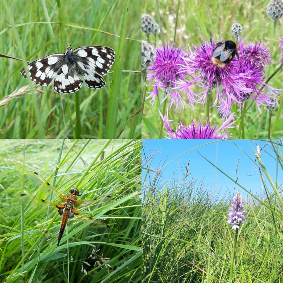 FftFproject's tweet image. 📢 Calling all botanists and entomologists at any level of experience! We're looking for volunteer species monitors to carry out surveys of project sites 🌱🐝🦋  Training can be provided. Interested? Get in touch; bit.ly/3hfjRdH /comment below 👍
@nenescape @wildlifebcn