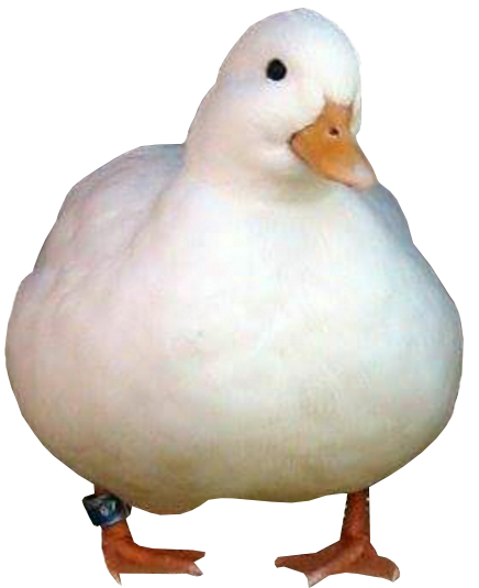Blessed Duck Images (@ImagesDuck) / Posts / X