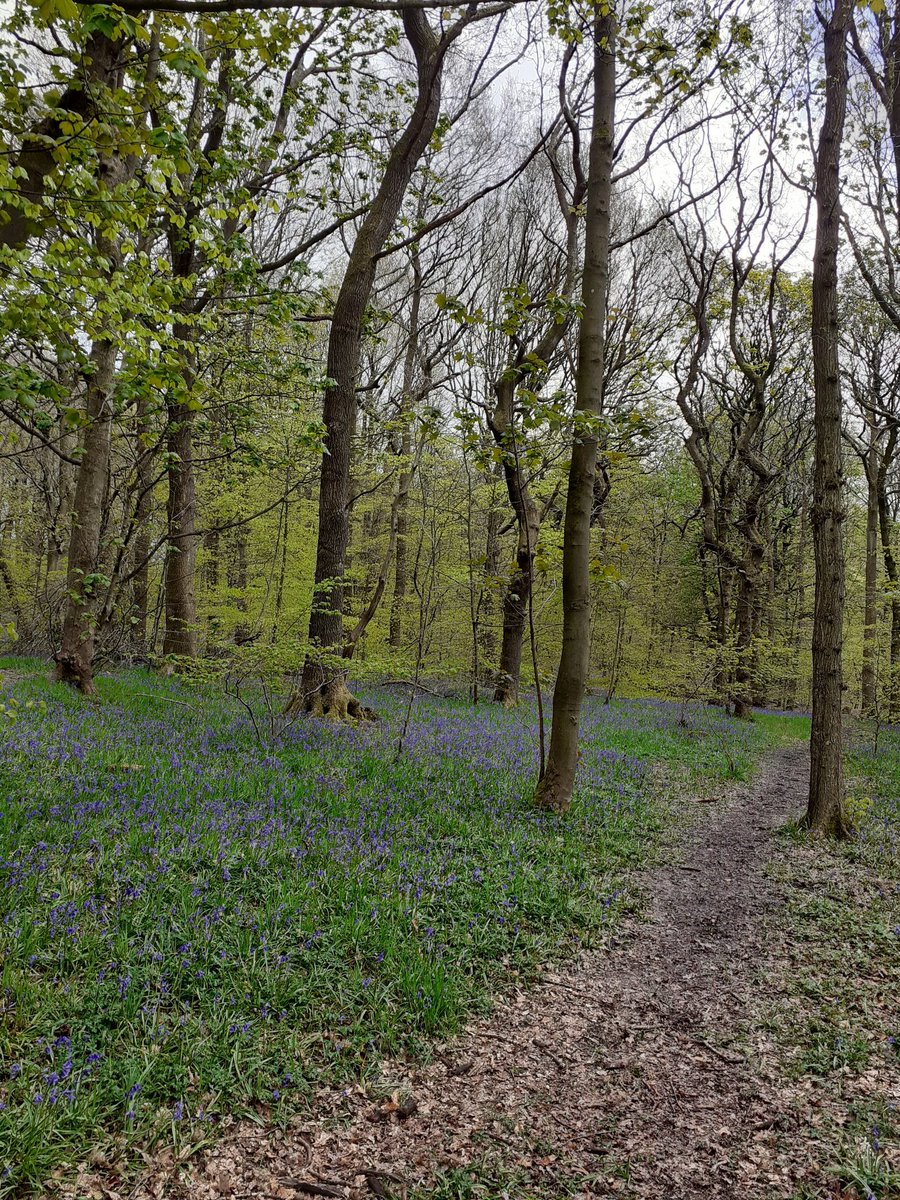 CdaleActiveEd's tweet photo. A 10 minute walk in the woods on the way back from a school visit for Day 11 of the @ActiveCdale #stepoutchallenge
#ConnectWithNature #NationalMentalHealthWeek https://t.co/Y6DlgMSyVA