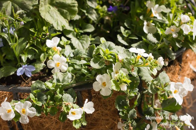 MomentsintheG's tweet photo. Despite inclement weather my hanging baskets seem to be doing fine. One of my main staples is bacopa. The white flowers contrasts well with the adjoining basket stuffers. #hangingbaskets #bacopa #trailingplant #whiteflowers #contrastingplant #momentsinthegardenphotography https://t.co/jOnbFW2Hj1