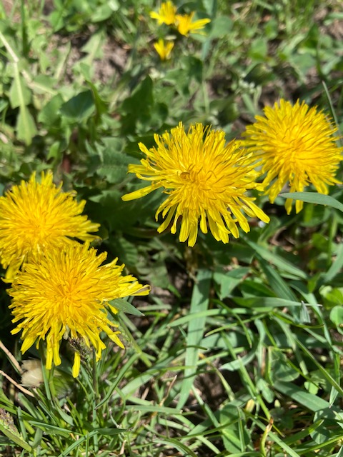 AgMuseum's tweet photo. Have you heard of the #NoMowMay campaign? This initiative asks you to lock up your lawnmower during the month of May to let grasses and wildflowers bloom, providing a feast for hungry pollinators. We would love to see photos of your #NoMowMay space! https://t.co/GNoqnqFrmG