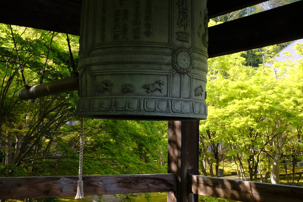 sara_role's tweet photo. 青もみじ

#好きな人と繋がりたい
#写真撮ってる人と繋がりたい
#写真は心のシャッター
#total_nature_spain 
#best_moments_flora
#best_moments_nature 
#best_moments_landscape 
#japan_of_insta
#japan_daytime_view 
#青もみじ
#もみじ寺 https://t.co/XanSxW8LUv