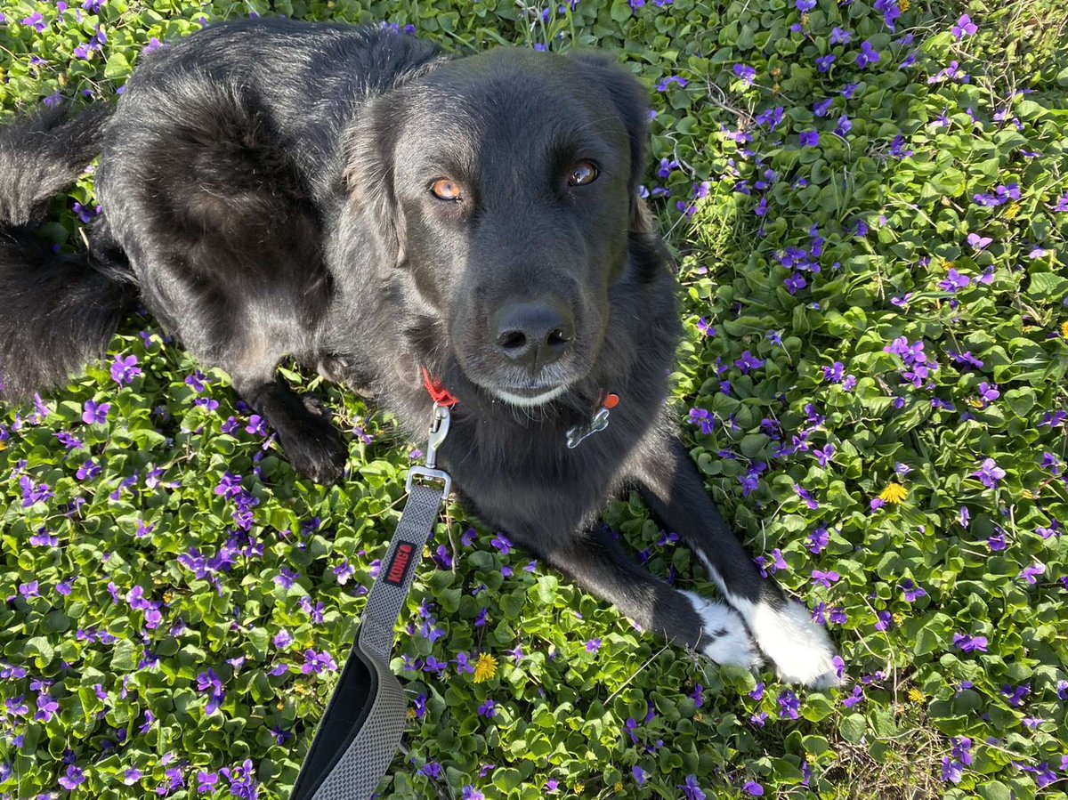 IndyPendencesdo's tweet photo. This handsome man is turning 2 on Saturday!!🥳if you want to send him a birthday gift, just a reminder that we do have an Amazon wishlist!! So if you are willing and able to help us celebrate this hard working boy check it out!!
https://t.co/tgtNCYi0nN https://t.co/l3lch6X3pQ