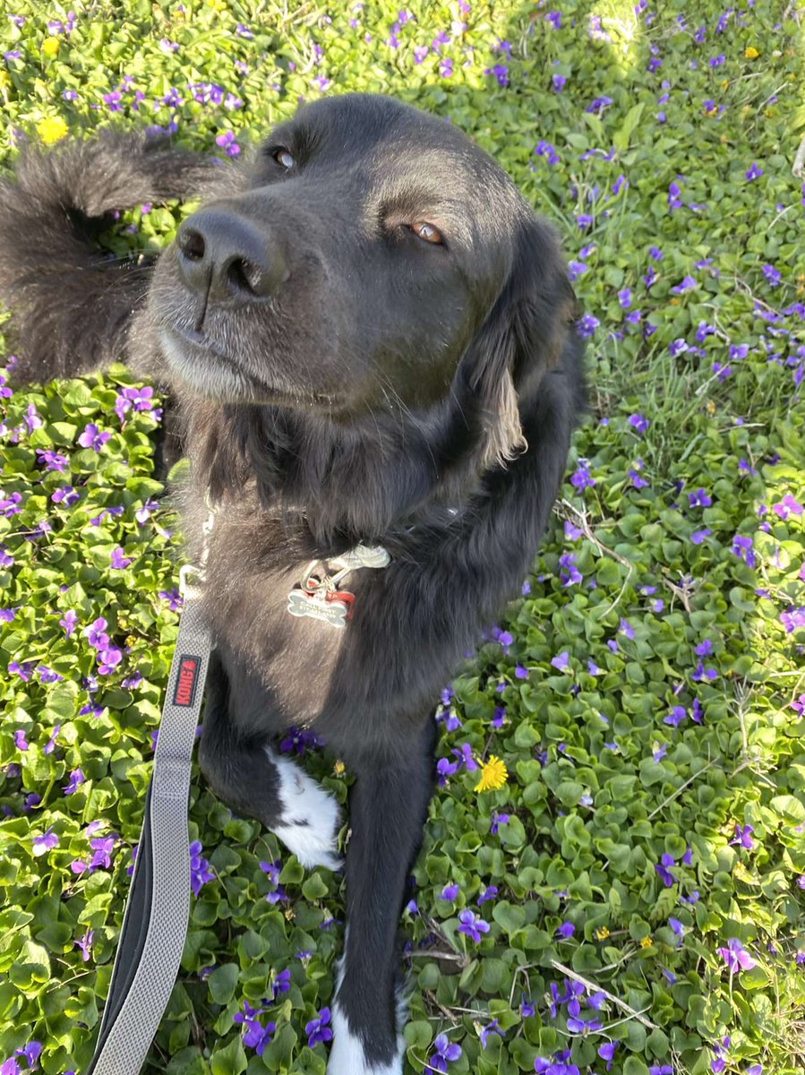 IndyPendencesdo's tweet photo. This handsome man is turning 2 on Saturday!!🥳if you want to send him a birthday gift, just a reminder that we do have an Amazon wishlist!! So if you are willing and able to help us celebrate this hard working boy check it out!!
https://t.co/tgtNCYi0nN https://t.co/l3lch6X3pQ