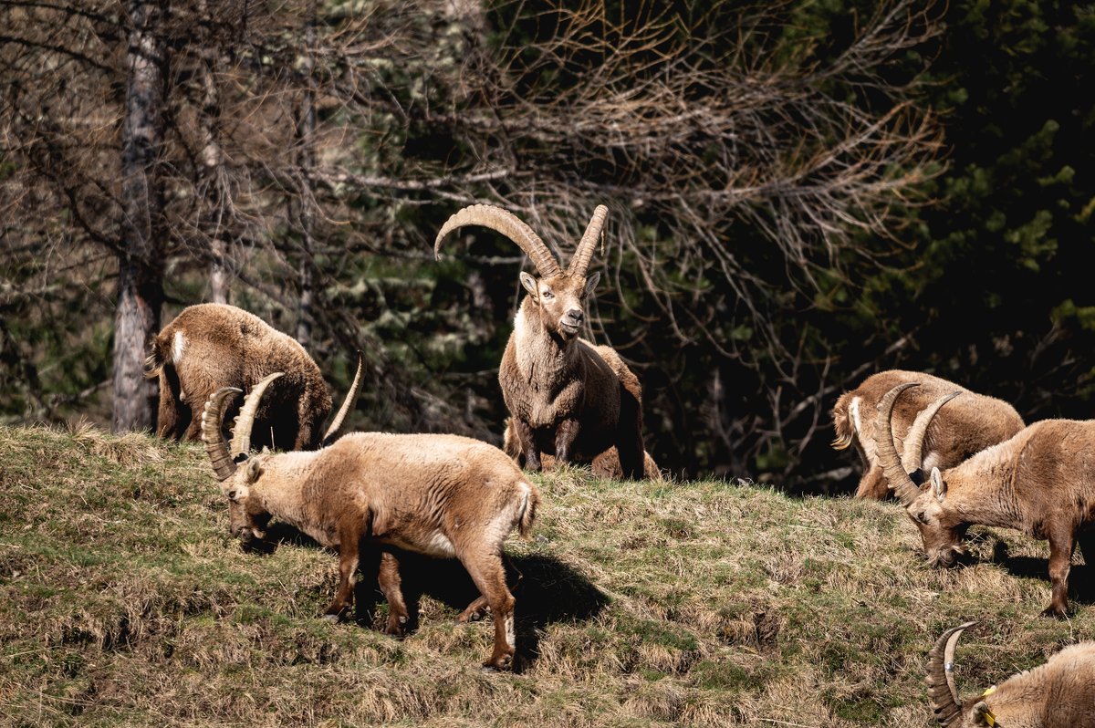 Die Steinböcke sind zurück in @PontersinaGR! Wir verraten, wie, wo und wann man sie am besten beobachten kann: bit.ly/steinboecke