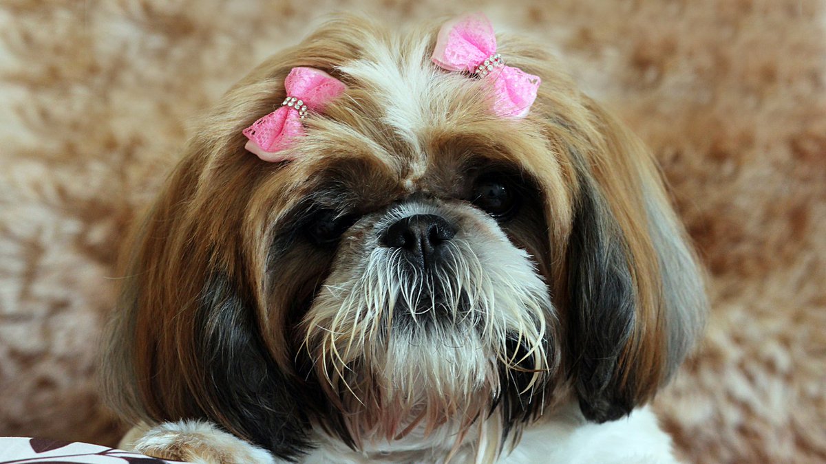dog_festival's tweet photo. Have you entered DCF Dog of the Month? It's super easy, just tag us in your dog photos (and we know you have lots on your phone because we do too)

 #dogsoftwitter #dogsarethebest #dogselfie #dogs #dogsdaily #dogsadventure #itsadogslife #dogslife https://t.co/WUeuqFNrI7