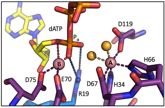 Heliobio_SOLEIL's tweet photo. Beautiful study by @CzerneckiDMarc Delarue team   @institutpasteur published in @NatureComms  explaining the specificity and the reaction mechanism of DatZ based on three crystallographic structures obtained @PROXIMA_1 &amp; @Proxima2A @synchroSOLEIL 
👉https://t.co/FLGflIYVUq https://t.co/7dPB8rqFAR