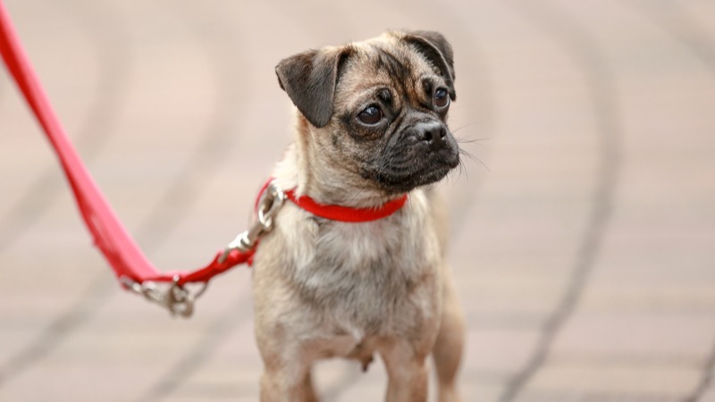 Some dogs struggle to contain their excitement when out and about and can pull on their lead, but we're here to help. 💙 Our experts are offering online training courses, including helping your adolescent dog master loose lead walking: bit.ly/3dhYpT4