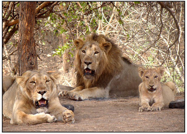 Gir forest - junagarh