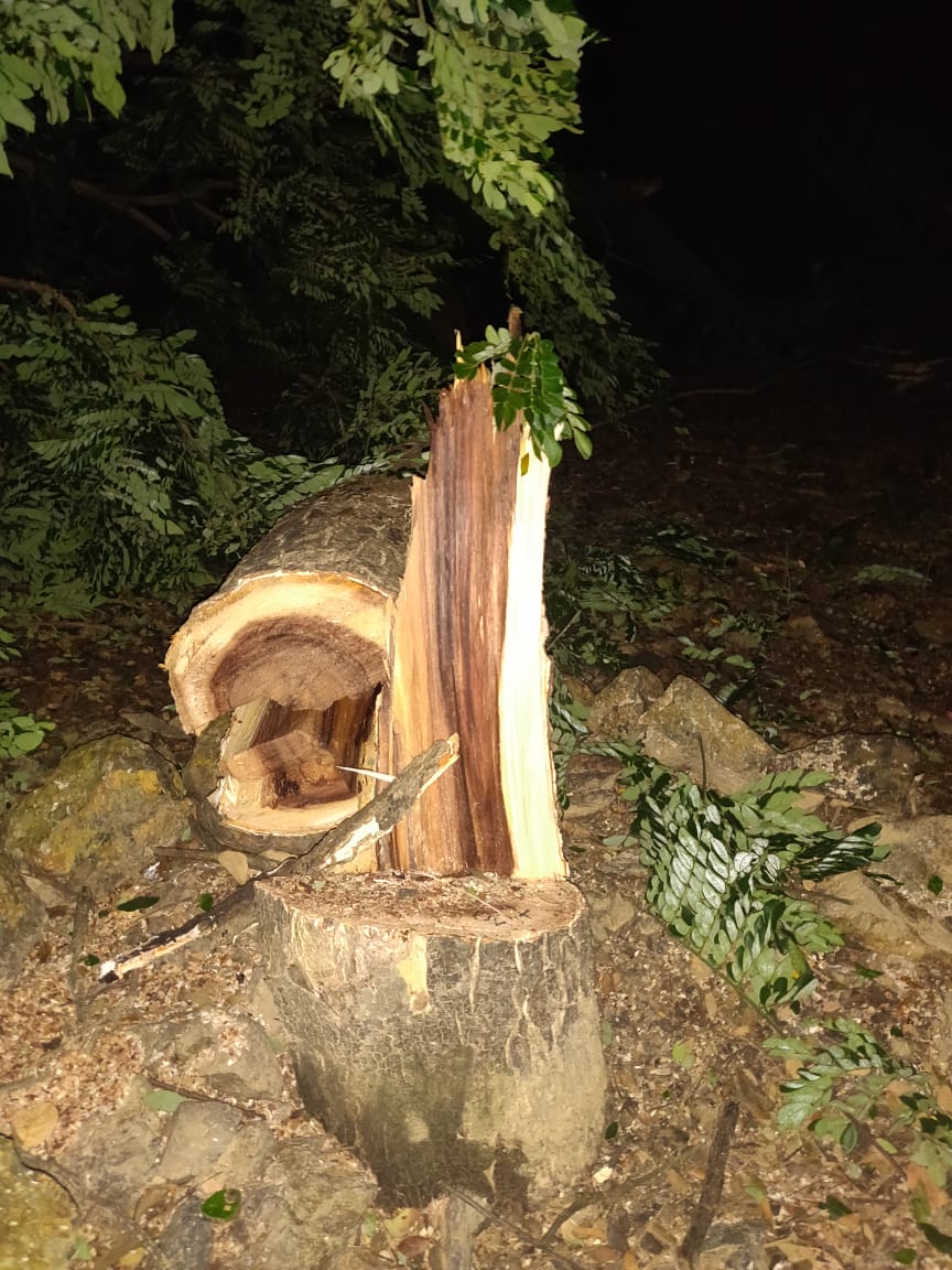 AravalliBachao's tweet image. Central Vista project has exploited limits of India’s environmental laws to go ahead with an expensive urban redevelopment project which will axe 4000 trees which would give life+oxygen for 100+ yrs in highly polluted Delhi
#centralvistanotanessential #stopcentralvistaproject