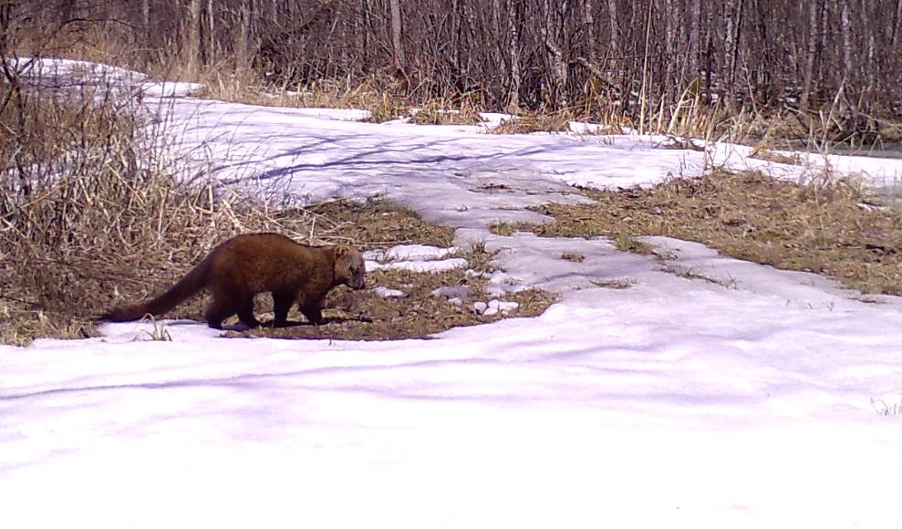 * NEW PAPER * Integrating harvest and camera trap data in species distribution modelsOut now in Biological Conservation:  https://bit.ly/3bfZNUM   @ELSenvironA giant  with info (and cool critter photos) 1/18