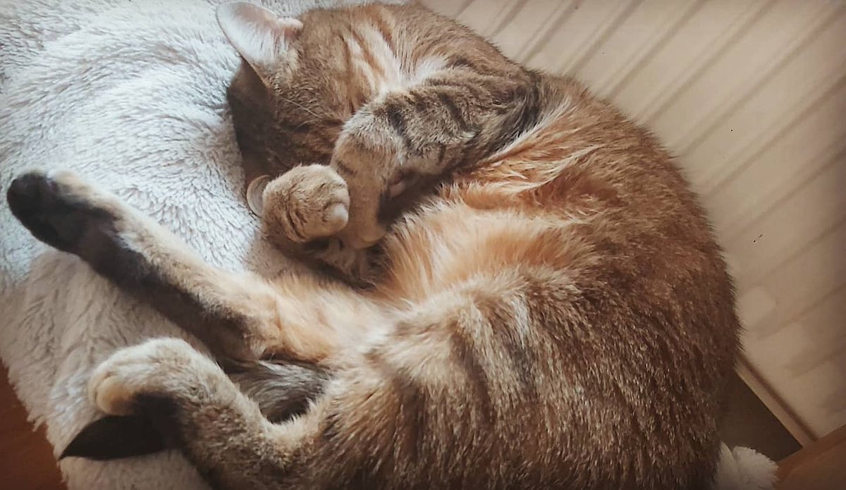toracat4's tweet photo. いなくなったToraの行方がどこ行ったかと思えば…
https://t.co/9U5uoeKySp

#猫との暮らし
#猫好きさんと繋がりたい 
#猫好き 
#猫 
#猫Tube
#軟体動物
#Tora
#CatsOfTwitter 
#catlover https://t.co/zqxdAsWawV