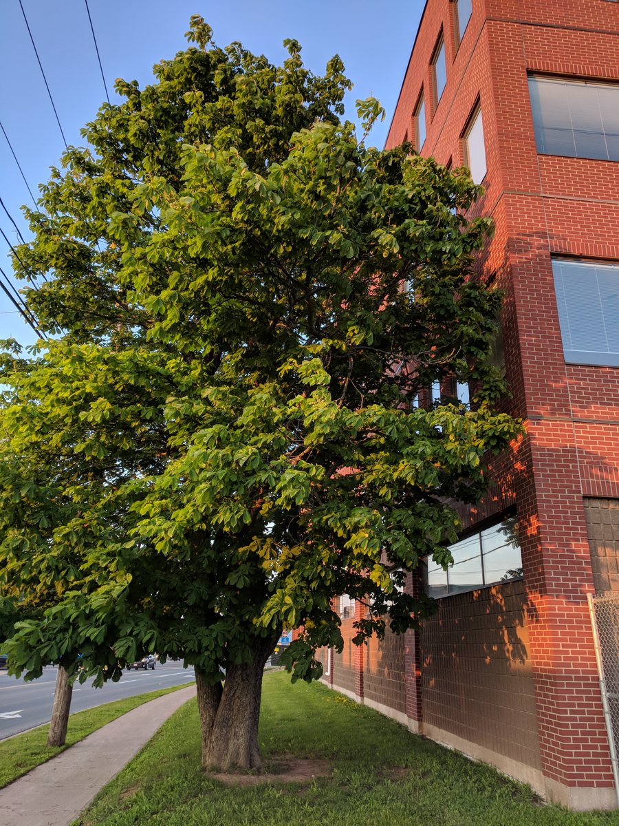 cc_nb's tweet image. Today’s #GreatTree is Moncton&apos;s European Horse Chestnut, which began its journey to #NB as a small seedling transplanted into a humble tomato juice can, and safely tucked into the arms of a then 10-year-old Marcia in 1946. See our insta for more!