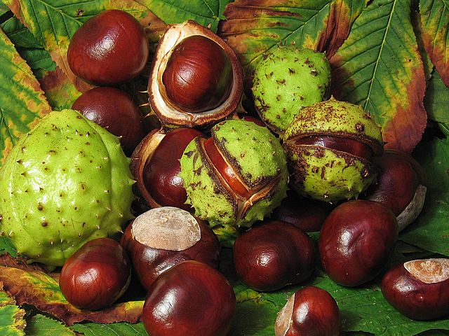 cc_nb's tweet image. Today’s #GreatTree is Moncton&apos;s European Horse Chestnut, which began its journey to #NB as a small seedling transplanted into a humble tomato juice can, and safely tucked into the arms of a then 10-year-old Marcia in 1946. See our insta for more!