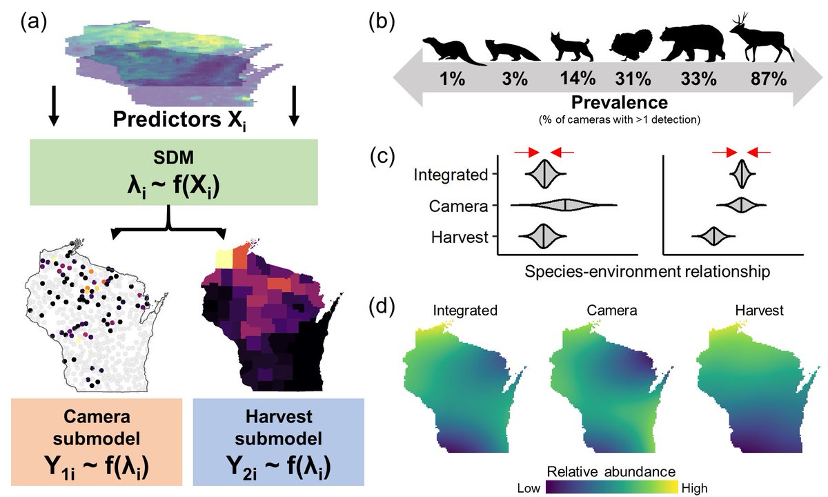 We used harvest records for 6 spp (bear, bobcat, fisher, otter, turkey, deer) in Wisconsin, along with camera trap data from Snapshot Wisconsin, a statewide monitoring network operated by  @WDNR in collaboration with community (citizen) scientists. 6/18