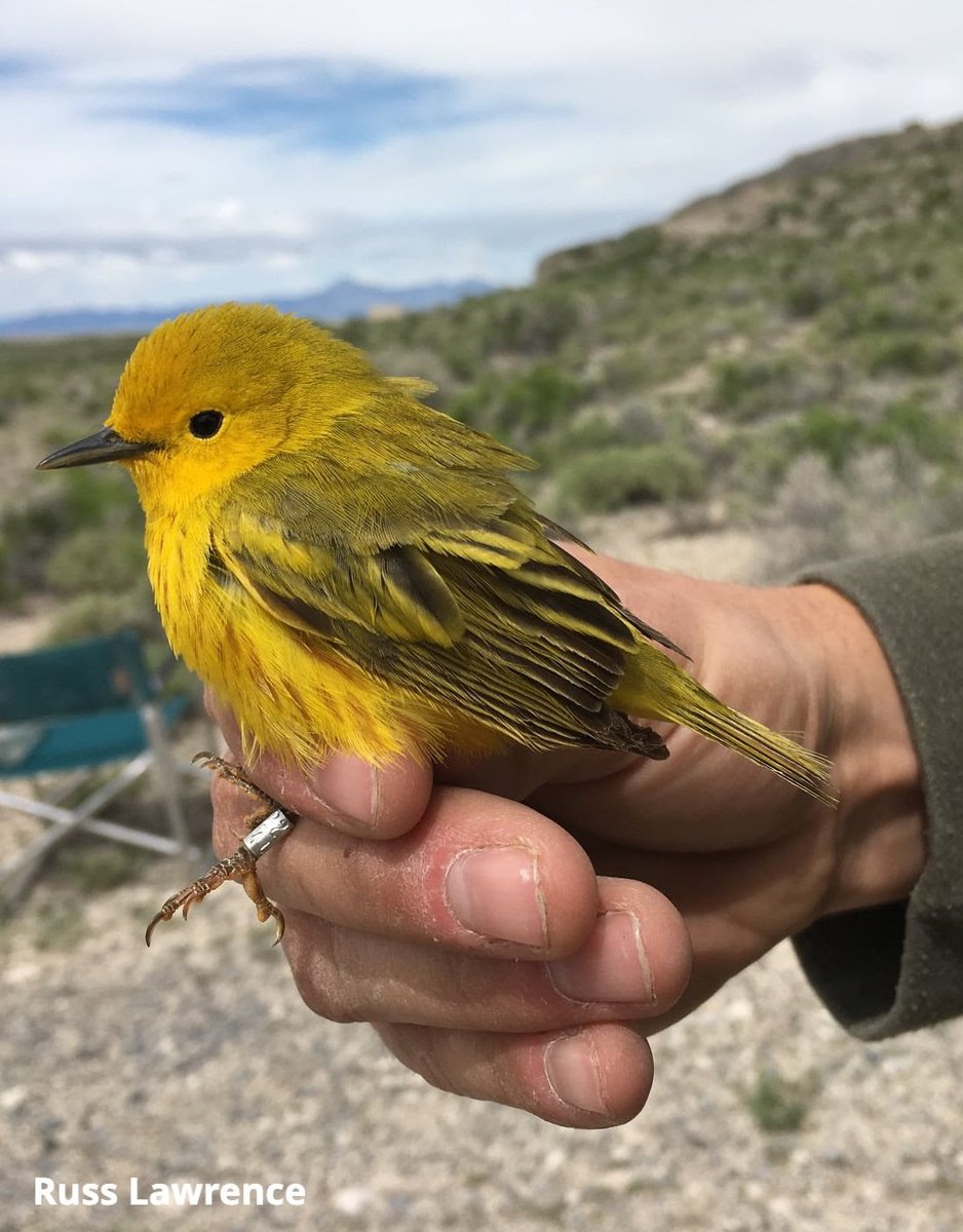 GSLBirdFest's tweet photo. Bird Banding/Mist Netting at Farmington Creek
May 15 | 7 am | 
Great opportunity to learn about banding birds from local experts. Some participants may be able to hold a bird after banding to release it! #gslbirdfest
Registration closes Wed May 12 at 5 pm! https://t.co/gaDrugtKZ7