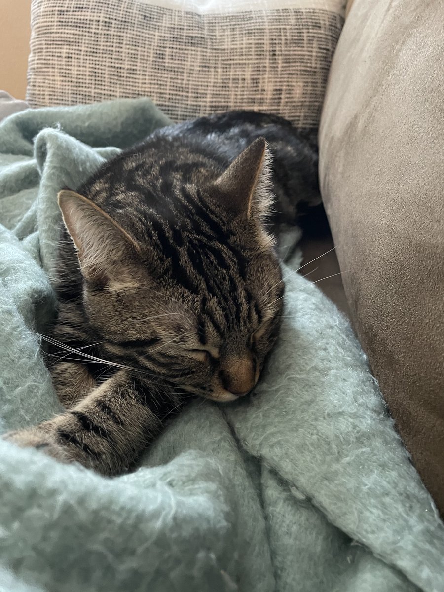 sysedtweets's tweet photo. Take a page out of Pip's book and take it easy! #SYSpets #MeowMonday https://t.co/wqw50KPkn0