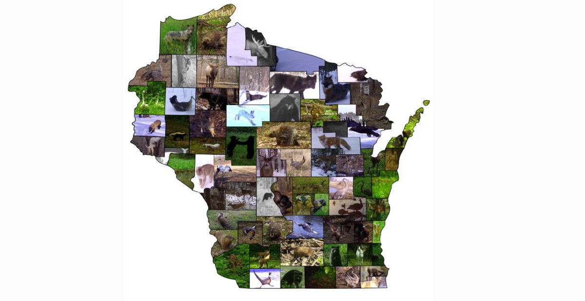 Snapshot Wisconsin is a massive effort, with volunteers operating >2,000 cameras across the state. The project recently passed the 50 MILLION photo milestone. For more details, check out this paper (in press at EcoApps): https://bit.ly/3o0wSJG 7/18