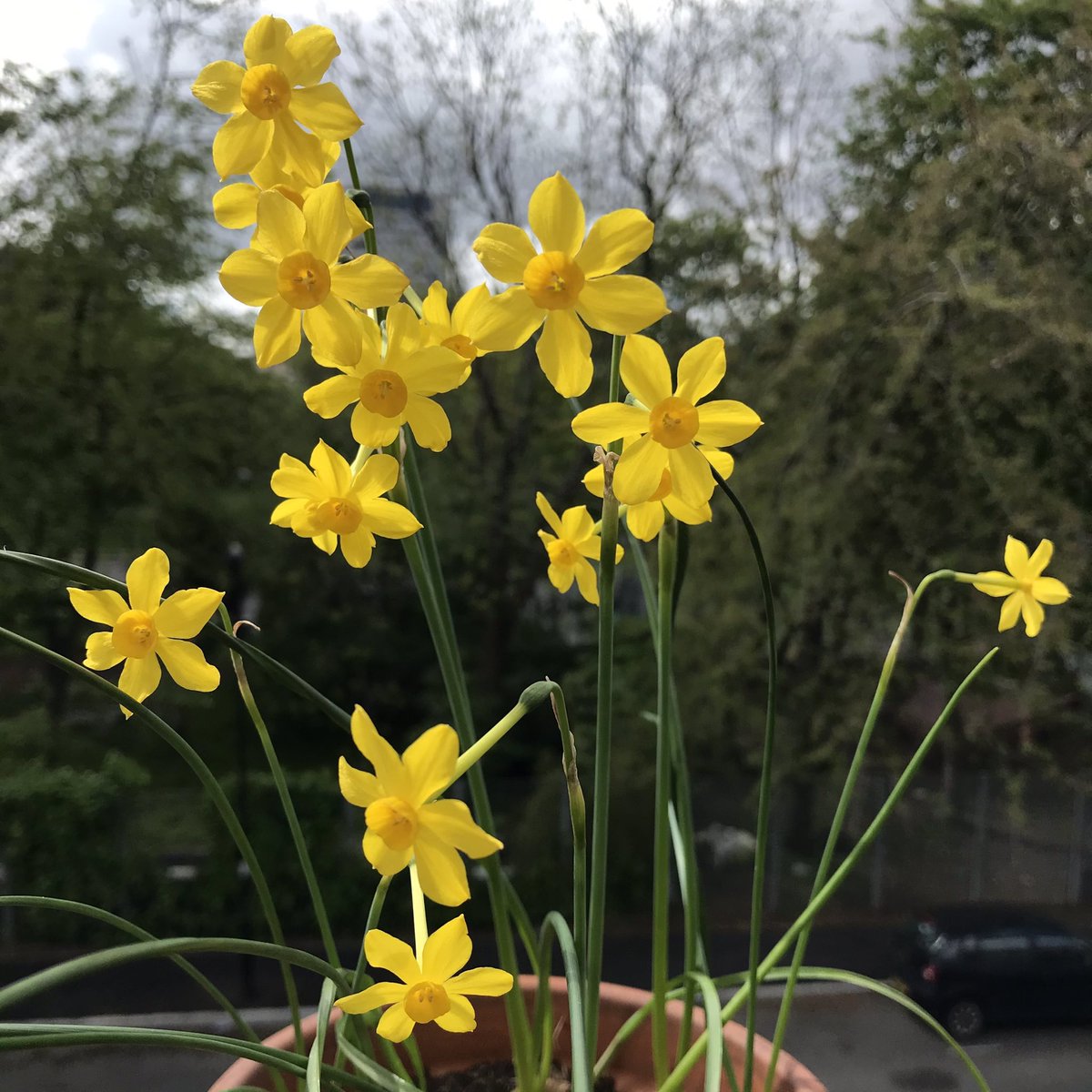 CorinPilling's tweet photo. Often overlooked (1 of 3)
#MentalHealthAwarenessWeek2021 
The benefits of spending time in &amp; with nature. Such positive impact on our wellbeing as we direct our attention to all that is growing and living, like these fragrant narcissi on my balcony. https://t.co/fNL2epjPQS