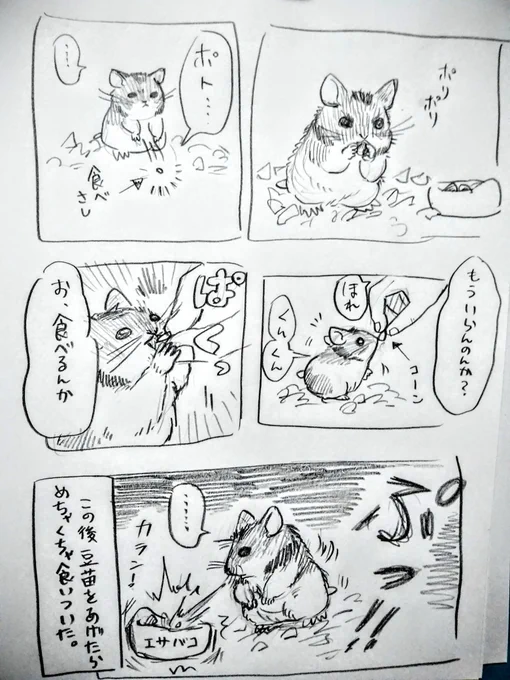 #ハムスター漫画
#ハムスターのいる生活 
グルメ 