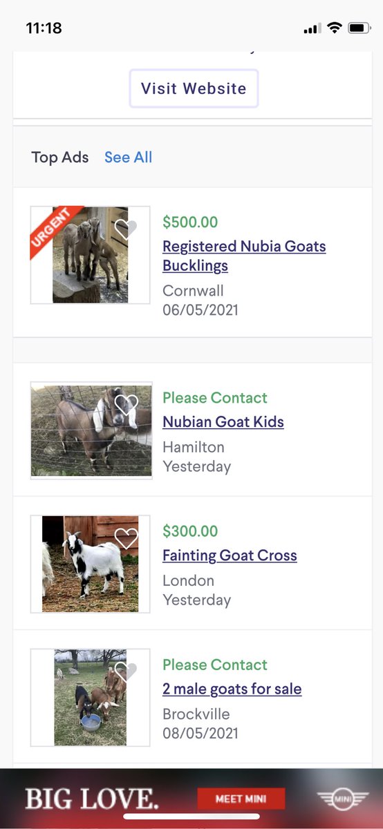 AureliaCotta's tweet image. Tell her that when they grow up their hair is used to make sweaters so goats are really valuable. 
Tbh I search @Kijiji and there are some suspicious ads up
“Urgent” $500 goat for sale. What is so urgent???
#HelpBringJuniperHome