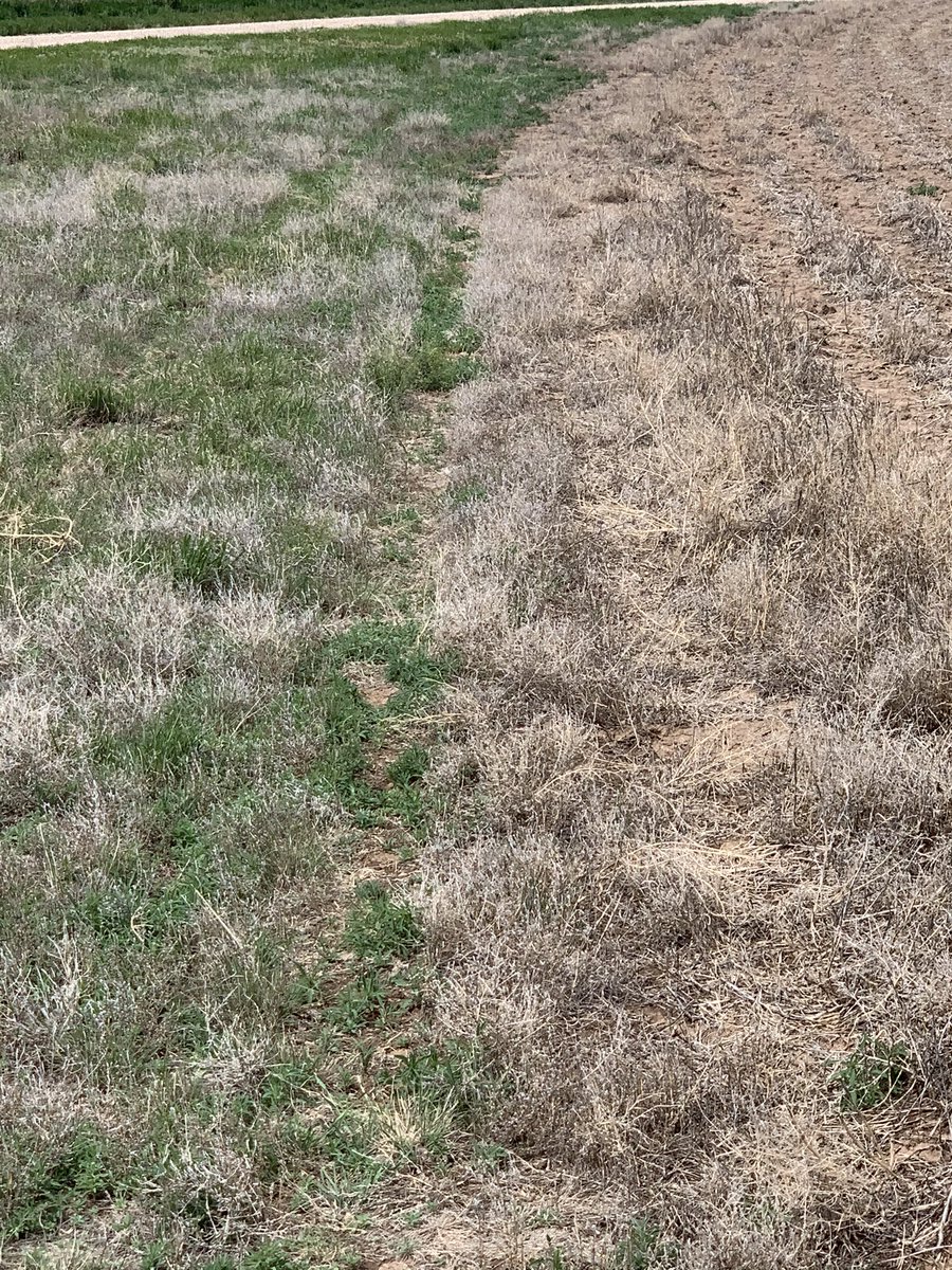 ccmac_OSU's tweet photo. Pres are important- Untreated vs #Anthemflex + Flumi early March #kochia https://t.co/WA8n32s1mm