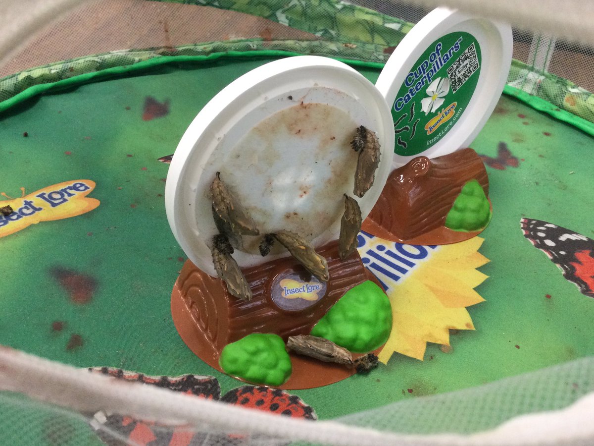 Linda42283460's tweet photo. Small hatch this year, but we are having fun and learning a lot. Now we also have 10 caterpillars in their chrysalis. Soon we will have painted lady butterflies. #springisawesome #d124inspire https://t.co/bljQVT29TW