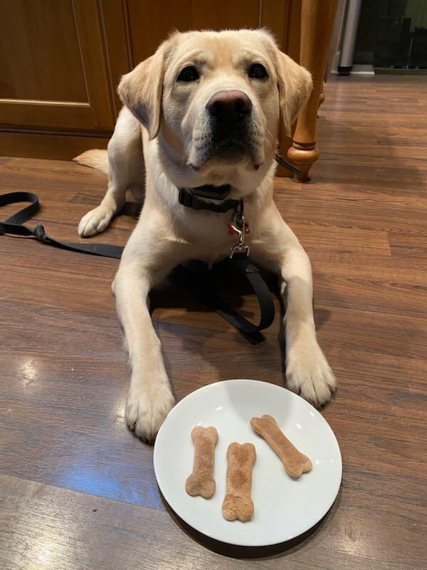 AlanBeanCoffee1's tweet photo. Rodger (Mr. Hennigan’s dog) will be the district’s first service dog. He loves these student made treats! https://t.co/sKRQRcMfok