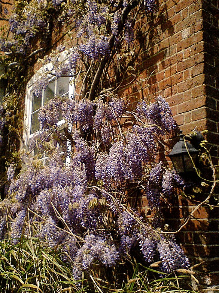 iamrichardmh's tweet image. Been admiring people's wisteria. Then wandered down the High Street and saw they had tables outside what was once 'Bow Windows' café. A first I think. It was the fire station before that and they say Hitler dropped a bomb on it that didn't go off. #2megapixels #SonyEricssonK750i