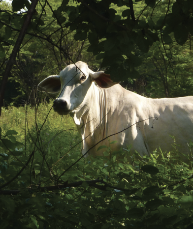 5. Must do that in Latin America too, where DK soybeans come from. "Deforestation-free" requires more than just buying soybeans from previously deforested lands. Must boost production by 45% more per hectare too. Can do that in part through better grazing to make room for soy.