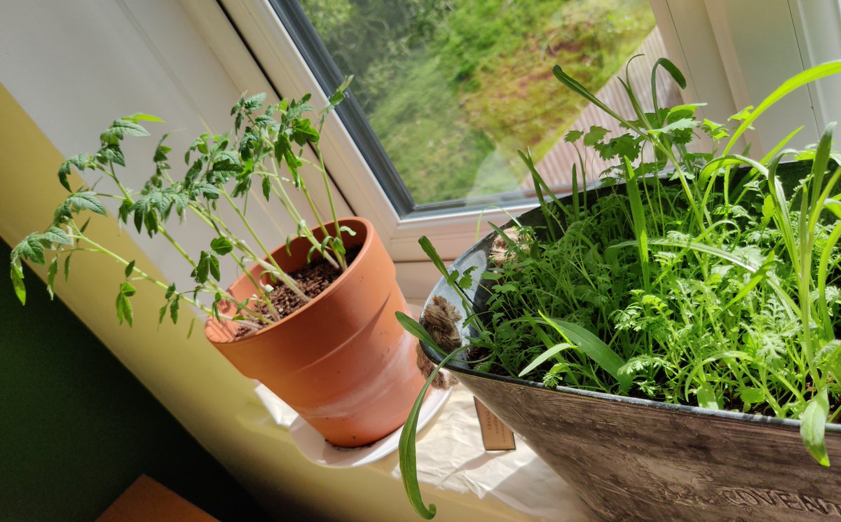 It doesn't matter what space you've got, you can always grow something. This is a windowsill with mini wildflower meadow and tomatoes all going well. A real #bedroombounty let's all #getgrowing and see what we can do.