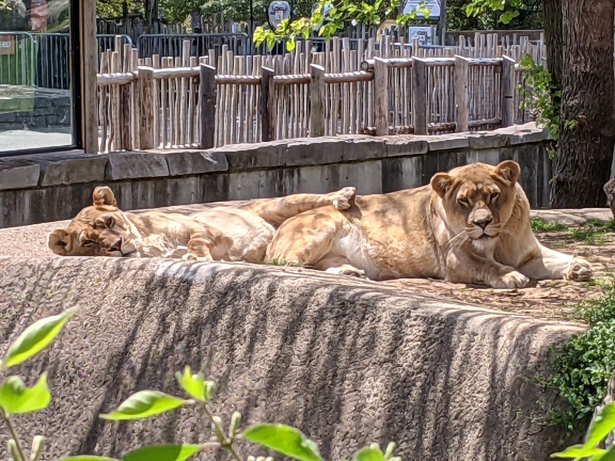 LouisvilleZoo's tweet photo. When you are tired from the holiday weekend, but also need some sunshine in your life. #mondaymood #TimetoNap

Thanks to keeper Jessie Grizzle for this great photo! https://t.co/B0KcpVxXpM