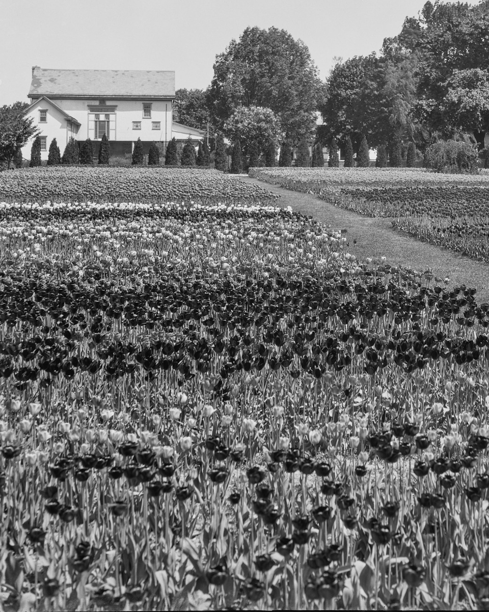 SIGardens's tweet photo. You’ve heard of Rosie the Riveter, but how about Rosie the Gardener? 🌱

During World War II, seed company W. Atlee Burpee &amp; Co. hired women horticulture students to run its Pennsylvania test farm. They took the place of men fighting overseas.

📸 #ArchivesOfAmericanGardens https://t.co/HGUVqaGqUl