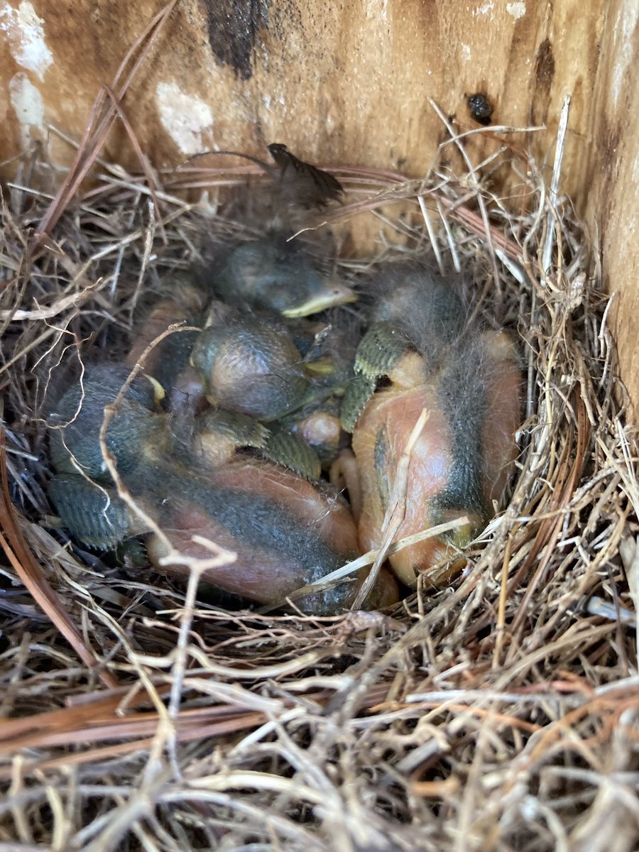 Baby bluebirds are growing quickly. I believe that they are 7 days old. <a href="/CopperHillES/">Copper Hill</a> <a href="/MrsCooksPlace/">Mrs. Cook</a>