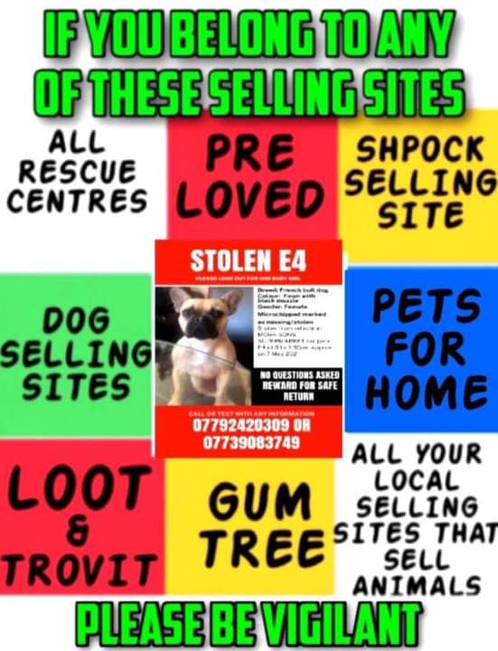 juliagarland73's tweet photo. #Stolen #Tina we need #sellingsites monitered thats where we #FOUND eddy and had to buy him back please be vigilant she is out there somewhere #FindTina #E4 area #London 🐾 https://t.co/r1KdEFbiGG