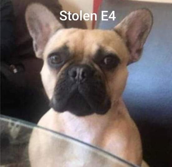 juliagarland73's tweet photo. #Stolen #Tina we need #sellingsites monitered thats where we #FOUND eddy and had to buy him back please be vigilant she is out there somewhere #FindTina #E4 area #London 🐾 https://t.co/r1KdEFbiGG