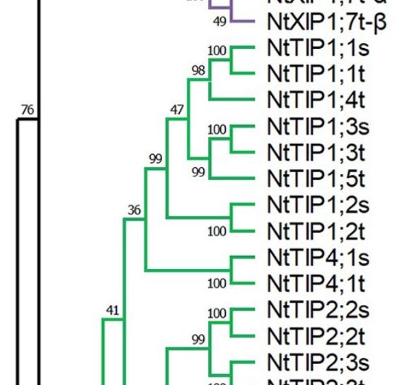 PlantDirectJ's tweet photo. A consensus on the Aquaporin Gene Family in the Allotetraploid Plant, Nicotiana tabacum (Michael Groszmann  Annamaria De Rosa  Jahed Ahmed  François Chaumont  John R. Evans) #PlantSci @Wileyplantsci @ASPB @TurboPlants https://t.co/wZtM84nvZy https://t.co/No6s2UZRE5