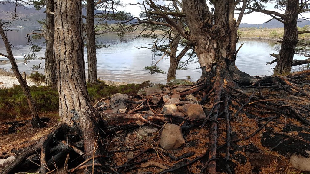 Here is the source. A campfire that burnt into peat soil and was not properly extinguished. It burnt under ground and re-emerged 10m away to cause the wildfire. It has burnt away most of the soil in this part of the island.